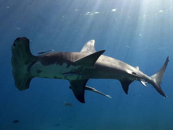 Shark Dive TV - Odd Behavior of Hammerhead Sharks
