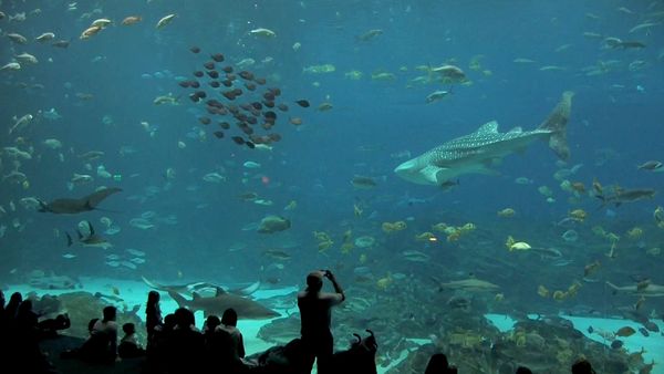 Shark Dive TV - Whale Sharks & Shark Feeding Frenzy