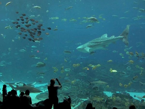 Shark Dive TV - Whale Sharks & Shark Feeding Frenzy
