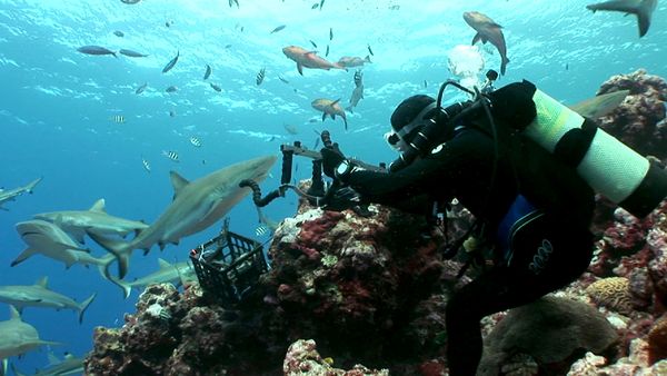 Shark Dive TV - Shark Feeding Frenzy