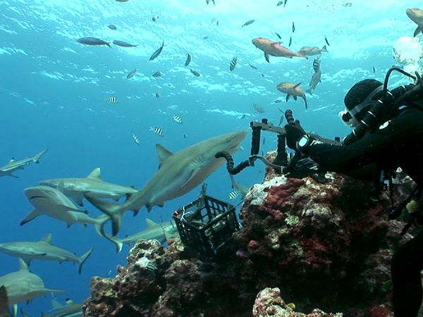 Shark Dive TV - Shark Feeding Frenzy