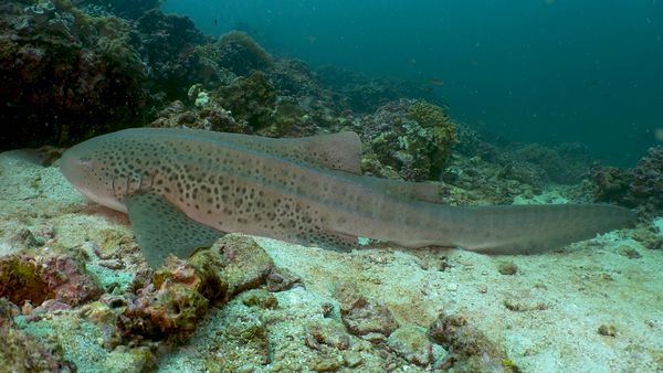 Shark Dive TV - Zebra Sharks in the Indian Ocean