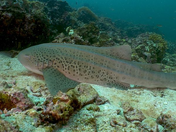 Shark Dive TV - Zebra Sharks in the Indian Ocean