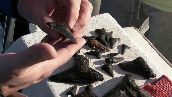 Shark Dive TV - Hunting for Megalodon Shark Teeth