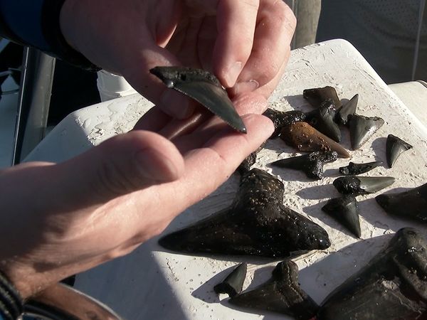 Shark Dive TV - Hunting for Megalodon Shark Teeth