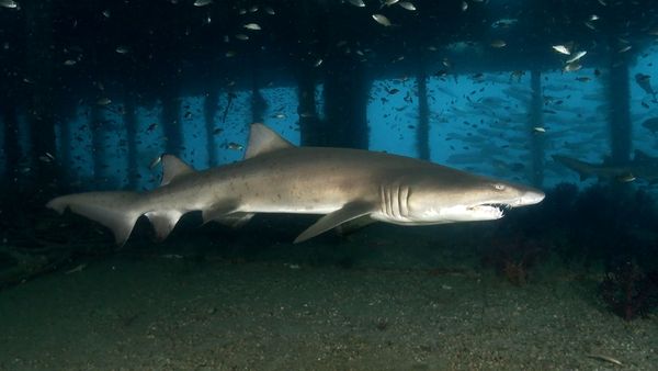 Shark Dive TV - Sand Tiger Sharks as Protectors