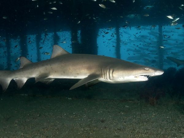 Shark Dive TV - Sand Tiger Sharks as Protectors