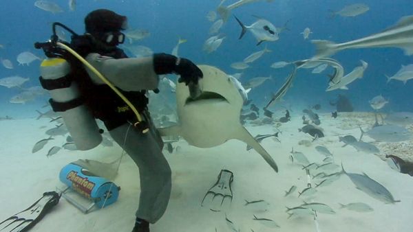 Shark Dive TV - Sharks Electrosensory Systems