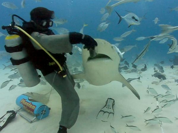 Shark Dive TV - Sharks Electrosensory Systems
