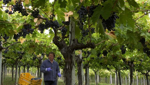 La buona cucina - Vino cotto di Roccamontepiano