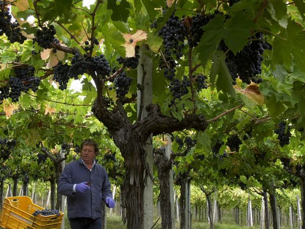 La buona cucina - Vino cotto di Roccamontepiano