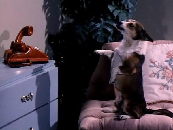 My Favorite Martian - Doggone Martian