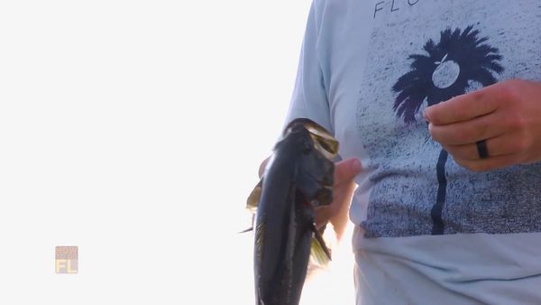 How To Do Florida - Monster Bass