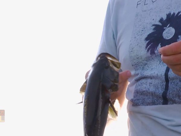 How To Do Florida - Monster Bass