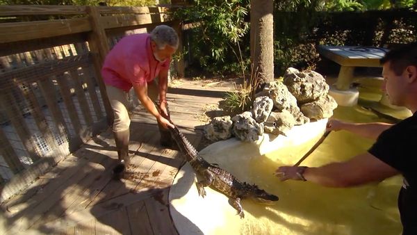 How To Do Florida - Wild Florida