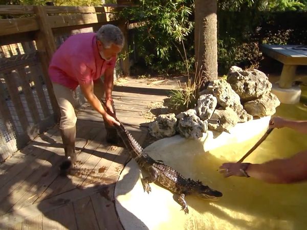 How To Do Florida - Wild Florida