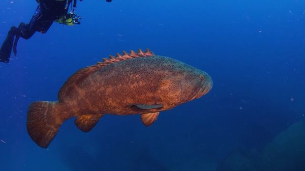 How To Do Florida - How To Dive With Goliath Groupers