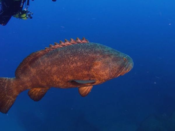 How To Do Florida - How To Dive With Goliath Groupers
