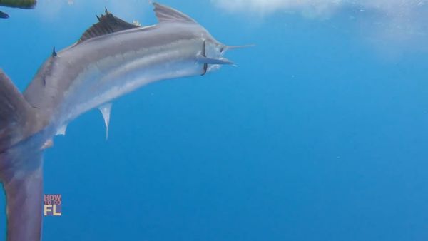 How To Do Florida - Sailfishing