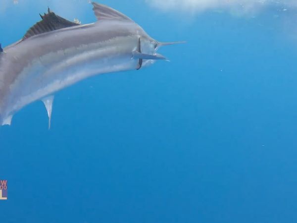 How To Do Florida - Sailfishing