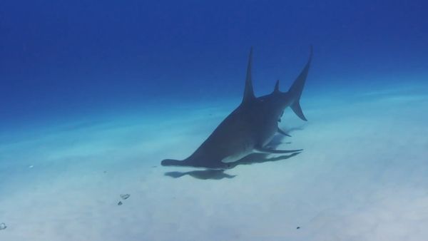 How To Do Florida - A Shark Dive