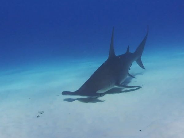 How To Do Florida - A Shark Dive