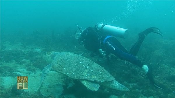 How To Do Florida - Scuba Diving And Wakeboarding