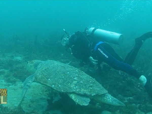 How To Do Florida - Scuba Diving And Wakeboarding
