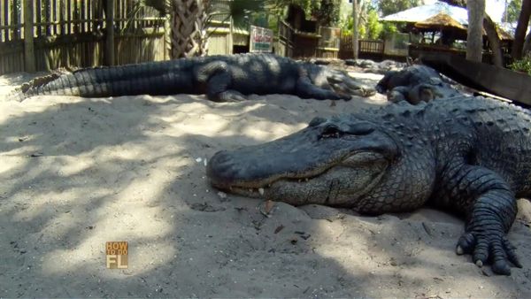 How To Do Florida - Alligator Encounter & Marine Encounter