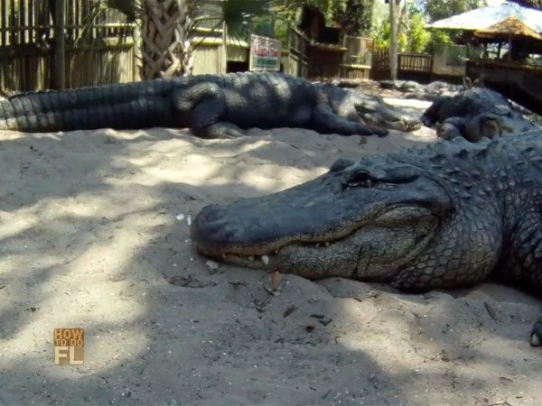 How To Do Florida - Alligator Encounter & Marine Encounter