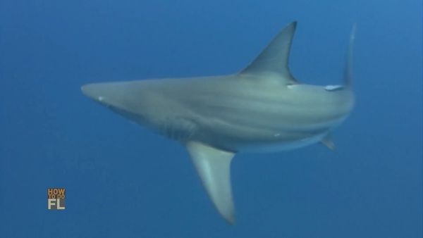 How To Do Florida - Land-Based Shark Fishing/Tubing