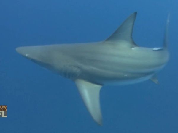 How To Do Florida - Land-Based Shark Fishing/Tubing