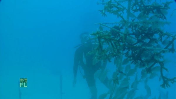 How To Do Florida - Coral Reef Restoration & Dolphins