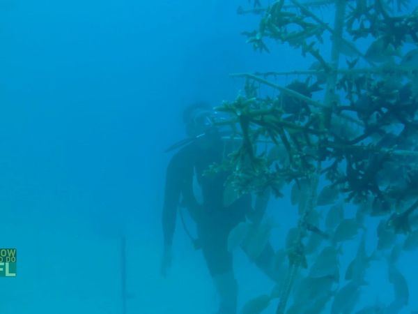 How To Do Florida - Coral Reef Restoration & Dolphins