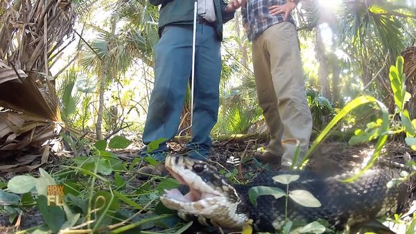 How To Do Florida - Venomous Snakes And Sporting Clays