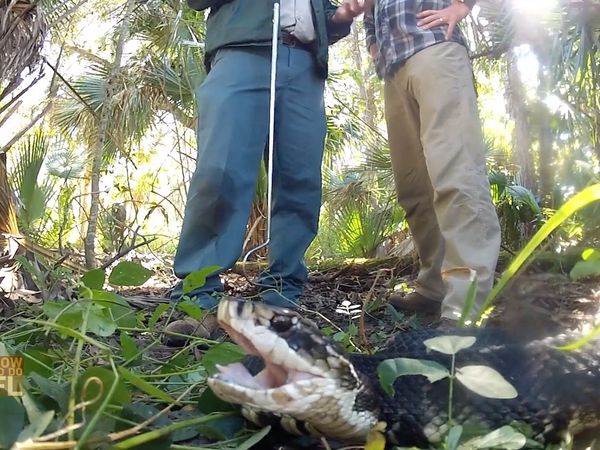 How To Do Florida - Venomous Snakes And Sporting Clays