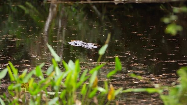 How To Do Florida - Swamp Walk Photography
