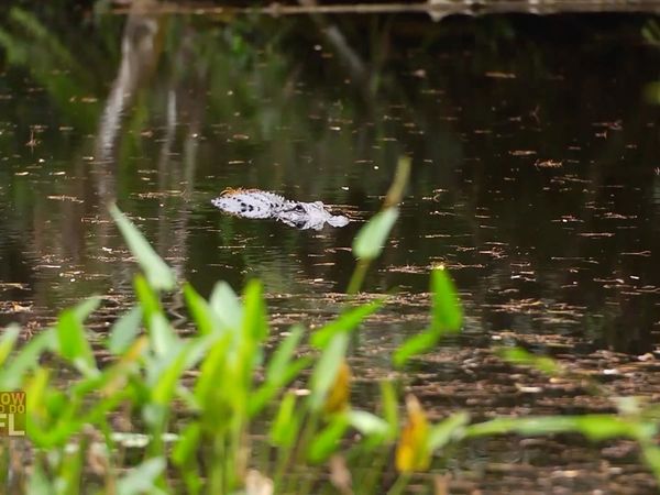 How To Do Florida - Swamp Walk Photography