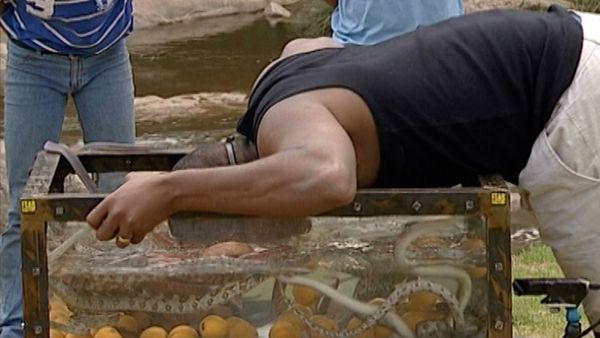 Fear Factor South Africa - Episode 14