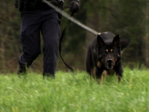 Courage in Red - K9 (Police Dog Services)
