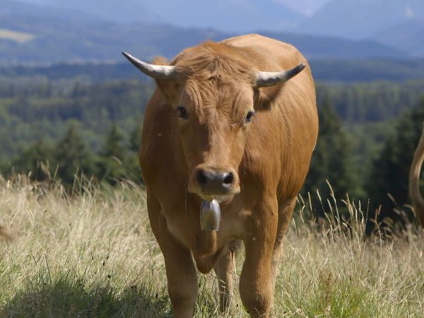 Le Tradizioni Culinarie Del Mondo Alpino - Bestiame