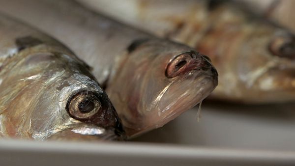 Le Tradizioni Culinarie Del Mondo Alpino - Pesce