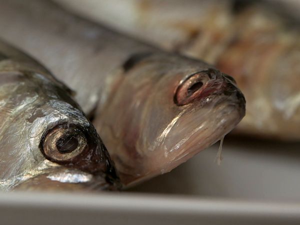 Le Tradizioni Culinarie Del Mondo Alpino - Pesce