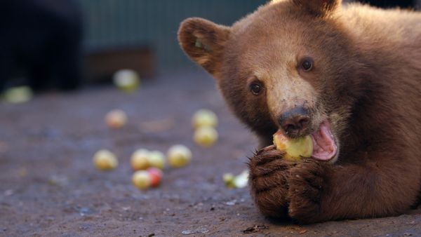 Wild Bear Rescue - A Taste of Freedom