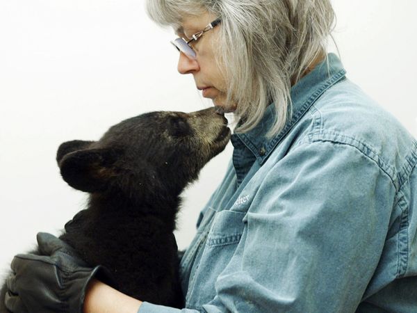 Wild Bear Rescue - A Cub With a Kick