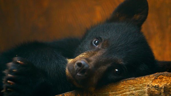 Wild Bear Rescue - Catch and Release