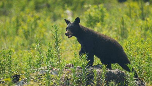 Wild Bear Rescue - Open Gate