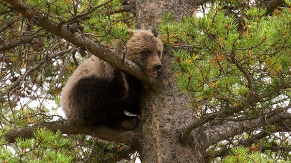 Wild Bear Rescue - Roadside Triage