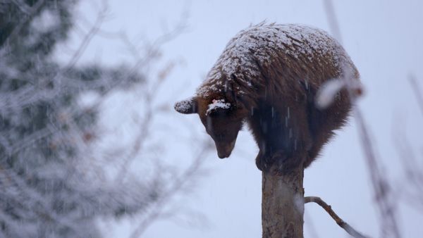 Wild Bear Rescue - The Elusive Ones