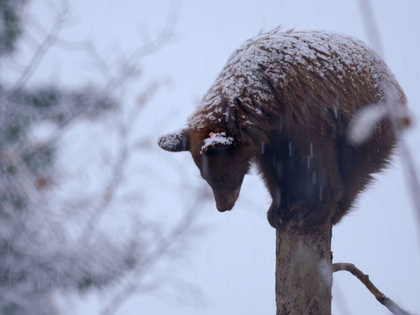 Wild Bear Rescue - The Elusive Ones